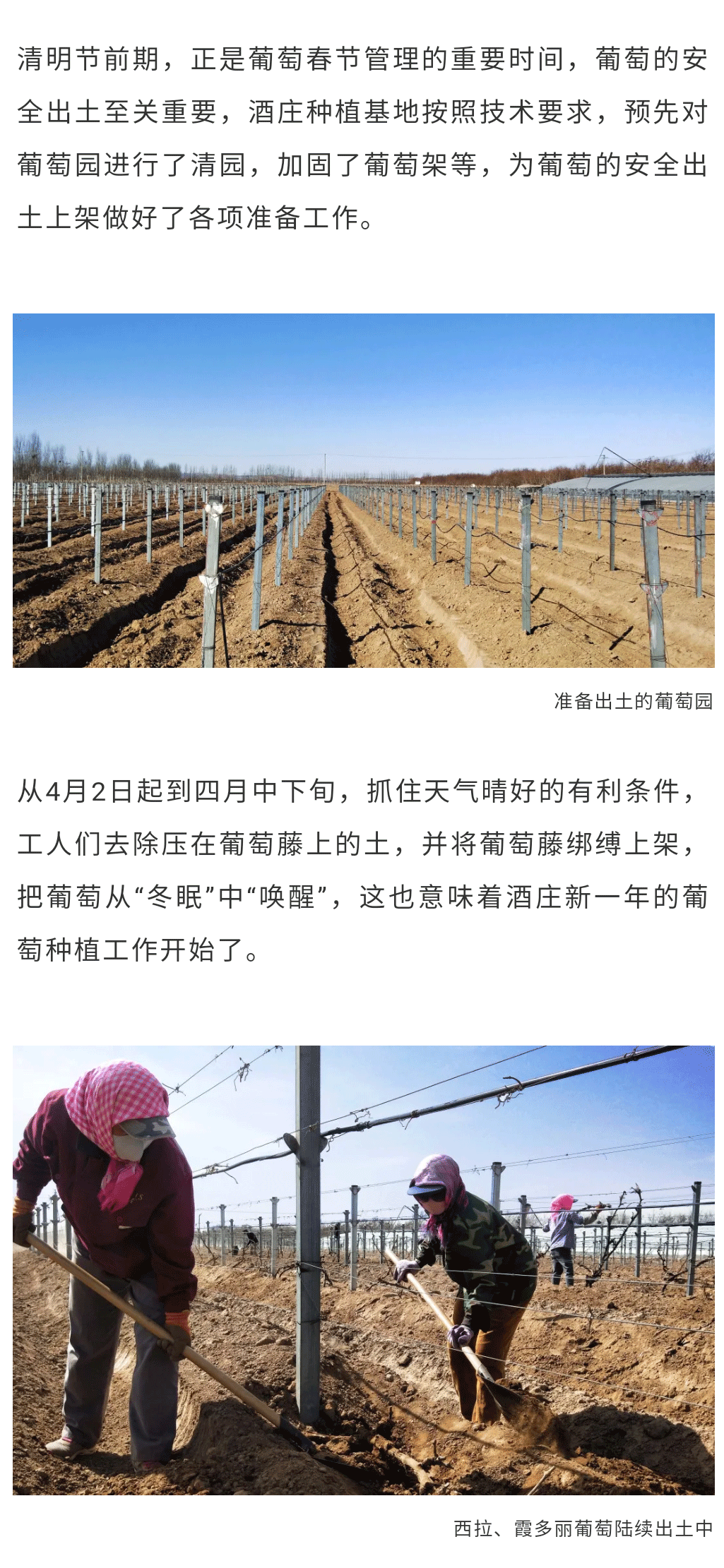 葡萄展藤_02.png