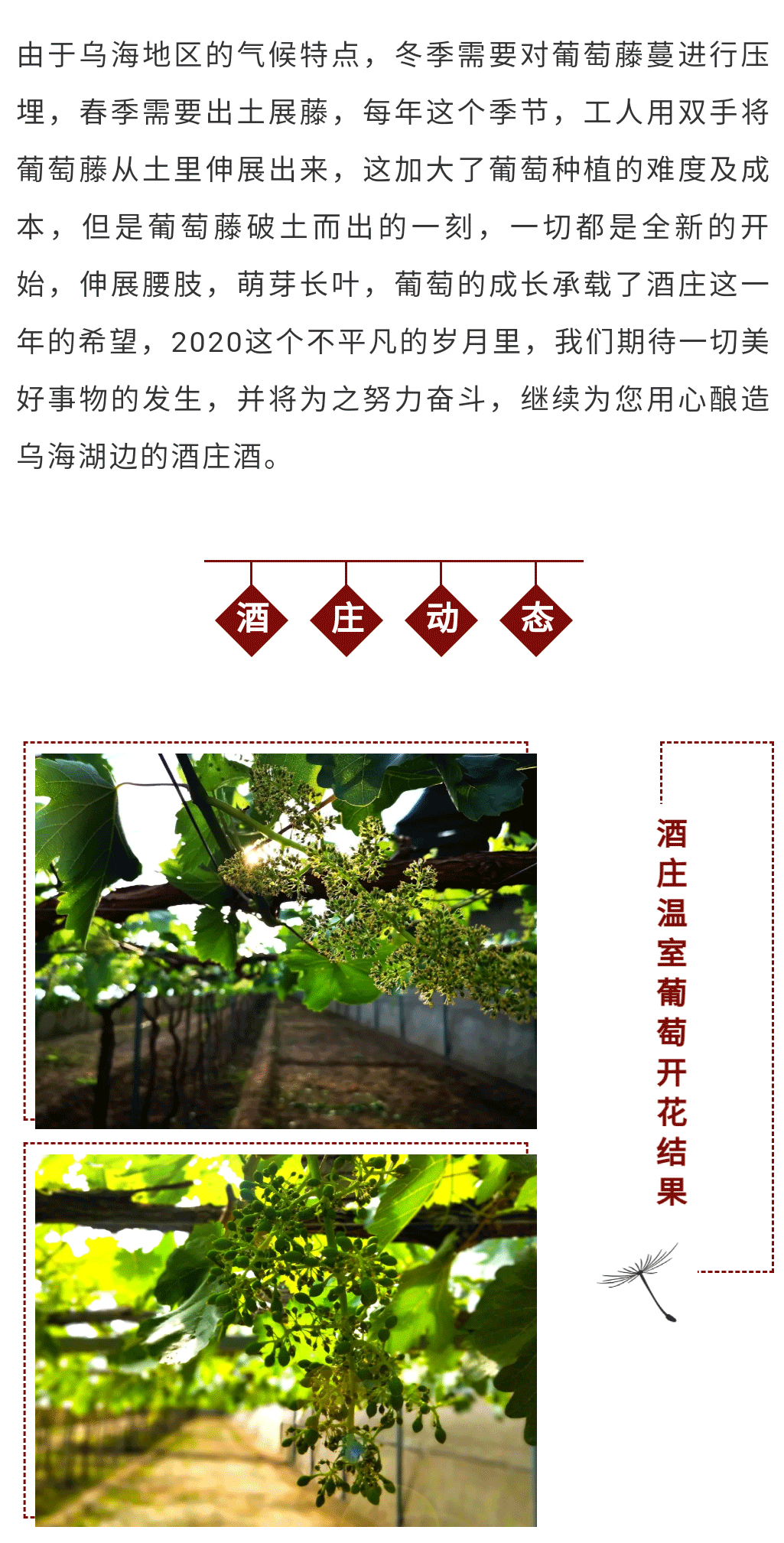 葡萄展藤_03.png
